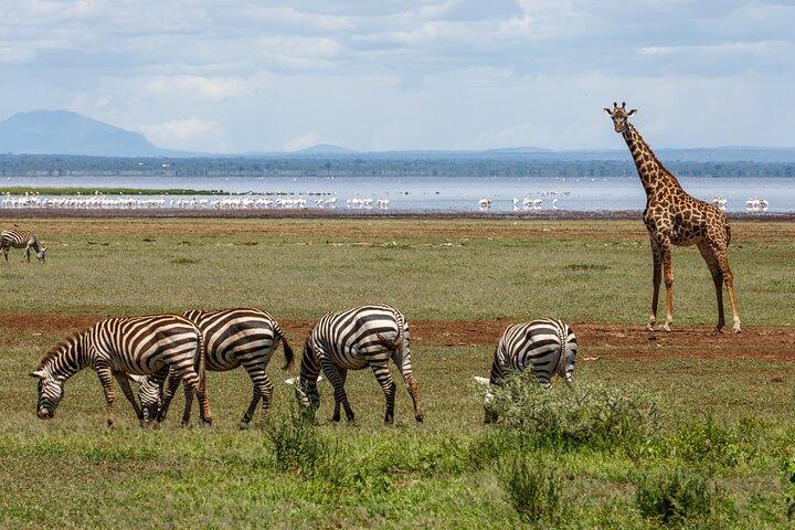 Tour de 3 días a Tarangire, Ngorongoro y el parque del lago Manyara