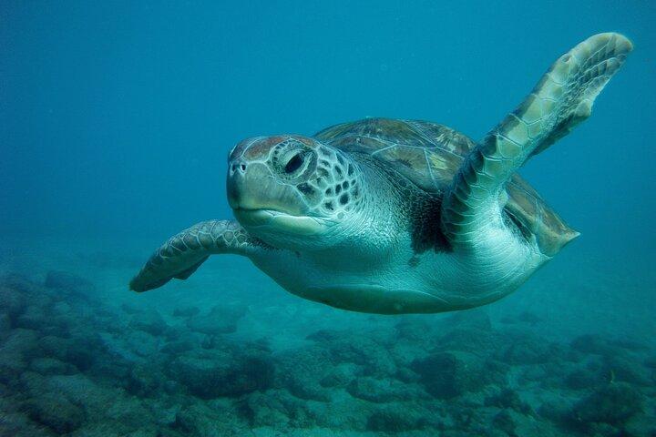 Essayez la plongée sous-marine dans une zone de tortues (bateau)