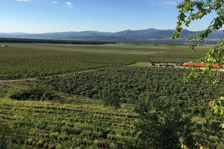 Excursão de dia inteiro em Kazanlak saindo de Sofia