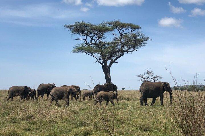 Dagstur til Ngorongoro-krateret