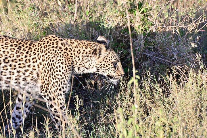 Dagstur til Ngorongoro-krateret
