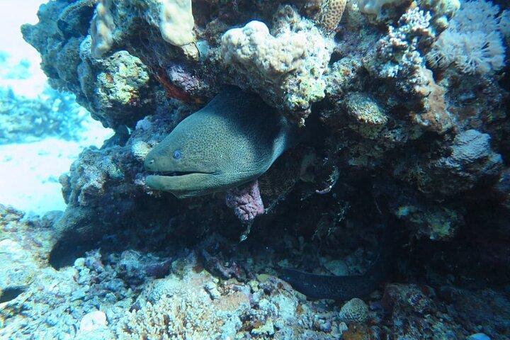 Intro Scuba Diving