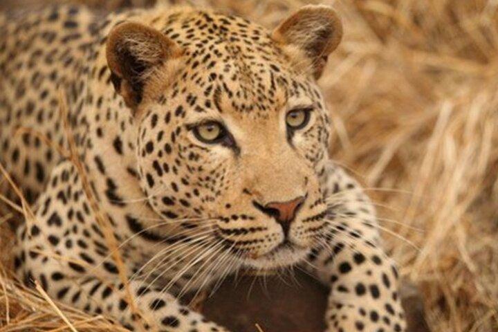 Hwange Dagstur