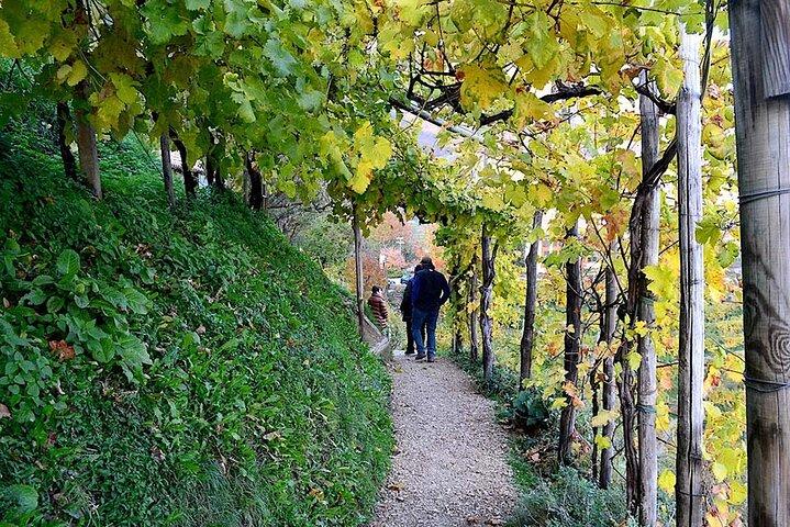 Private Tour: Prosecco Wine Tasting Day Trip with Lunch from Venice