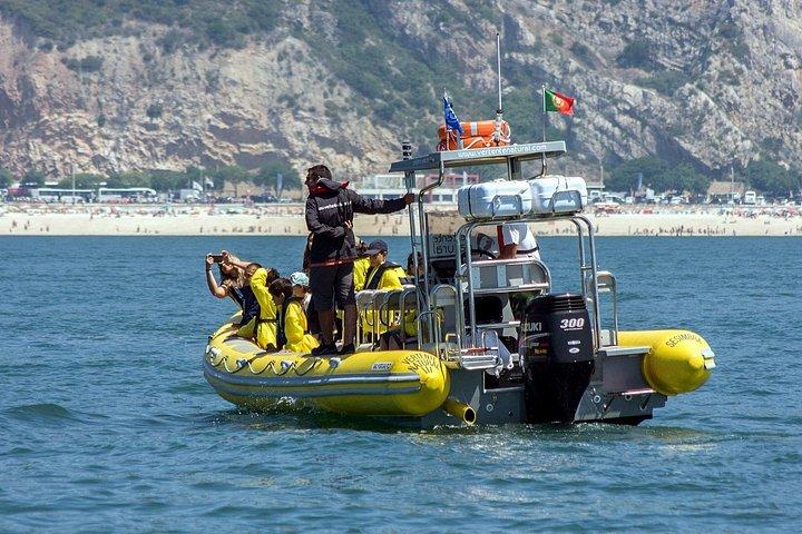 Sesimbra - Dolphins c/ Marine Biologist + Quick Embarkation