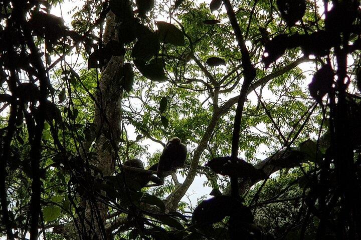 Zweitägiger Nyungwe Canopy, Nyanza King's Palace und Schimpansen