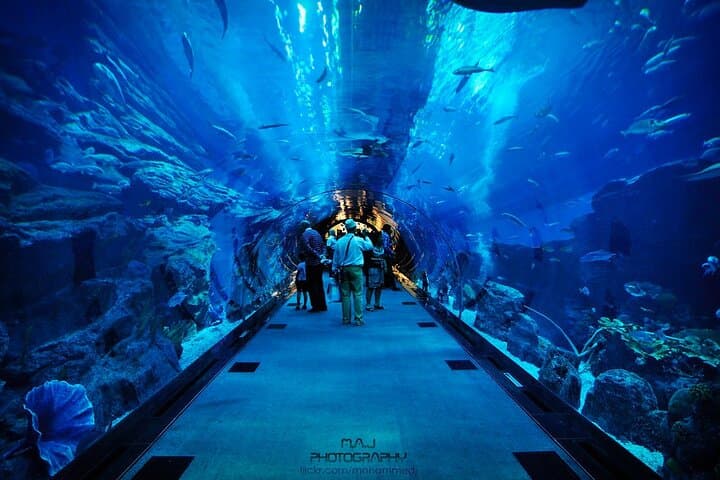 Dubai Aquarium & Underwater Zoo with Penguin Cove
