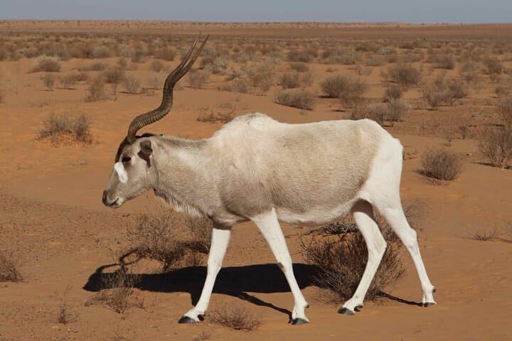 Descouver the wildlife of Souss Massa by 4x4 Safari Tour