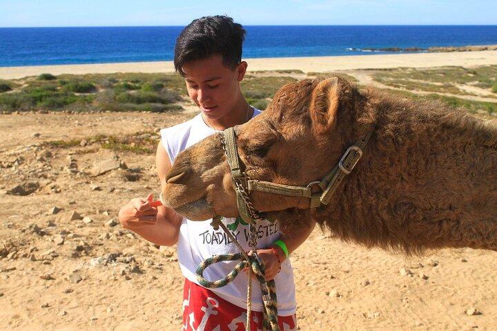 Giro in cammello e incontro a Los Cabos