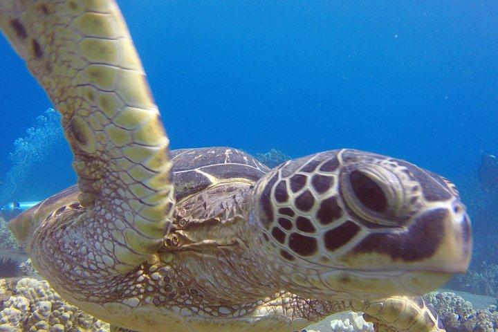 Scuba For Beginners No Experience Needed Swimming Ability A Must