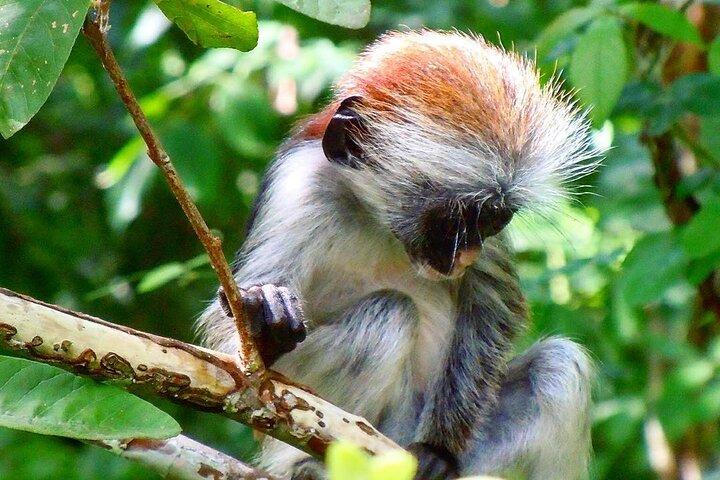 Jozani Monkey Tour; Caverna de Ngonga; Caverna de Salam; Caverna de Kuza; A Rocha