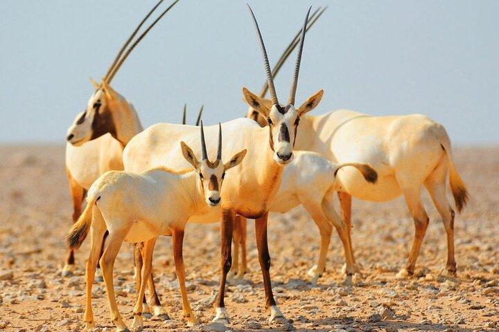Sunrise Desert Safari med vildtlevende oplevelser fra Dubai