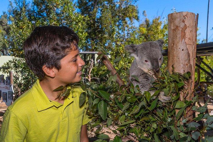 サンディエゴ動物園1 - デイパス : 任意のデイチケット