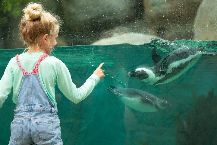 サンディエゴ動物園1 - デイパス : 任意のデイチケット