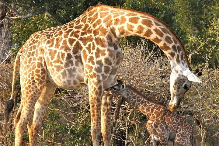 Reserva de caça de Selous de 5 dias e excursão ao Parque Nacional de Mikumi