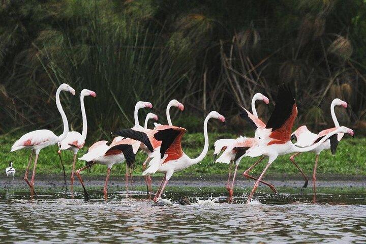3-daagse Nyerere National Park Safari (Selous Game Reserve)