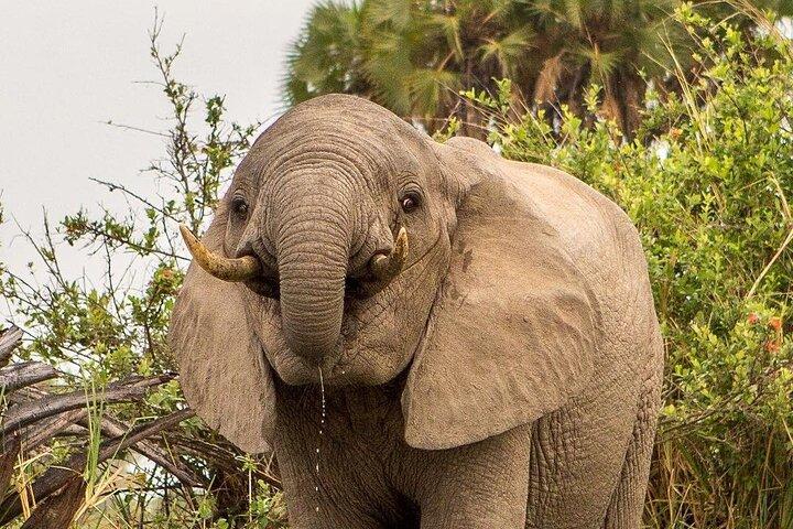 3-daagse Nyerere National Park Safari (Selous Game Reserve)