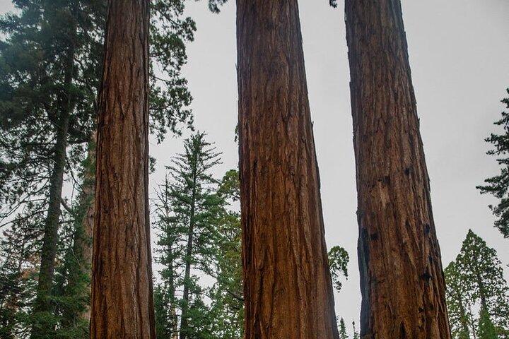 Tour Privado Big Sur desde San Francisco Ronda o Ida 1 - 12 pax