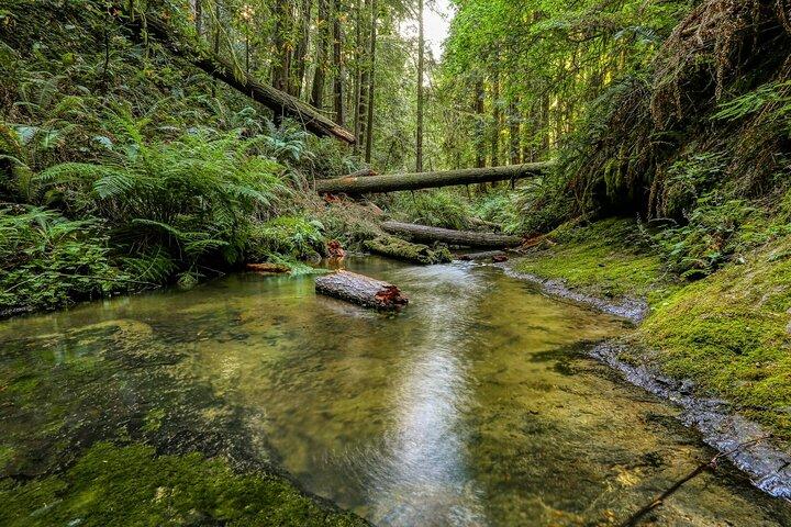Tour Privado Big Sur desde San Francisco Ronda o Ida 1 - 12 pax