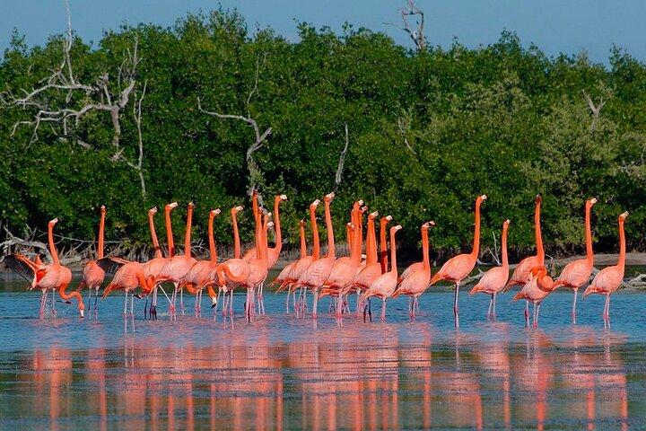 Lago Rosa Las Coloradas + Rio Lagartos Riserva! Da Cancun