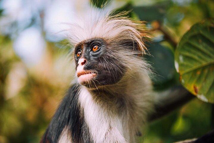 Jozani Monkey Tour; Ngonga Cave; Salaam Cave; Kuza Cave; The Rock