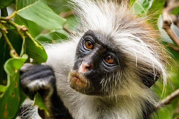 Jozani Monkey Tour; Caverna de Ngonga; Caverna de Salam; Caverna de Kuza; A Rocha
