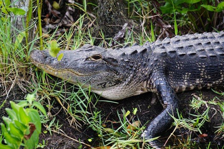 Everglades Airboat Tour mit Hafen oder South Beach