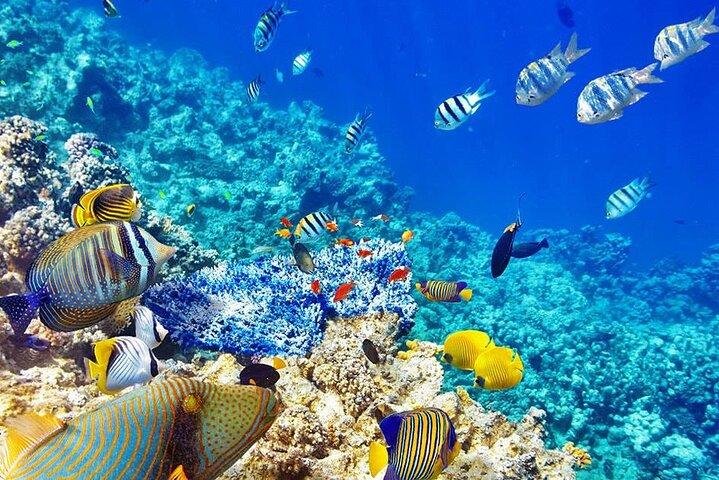 ムネンバ島ツアー;バラカ水族館;ヌングイ村;ケンドワ ビーチ サンセット ツアー