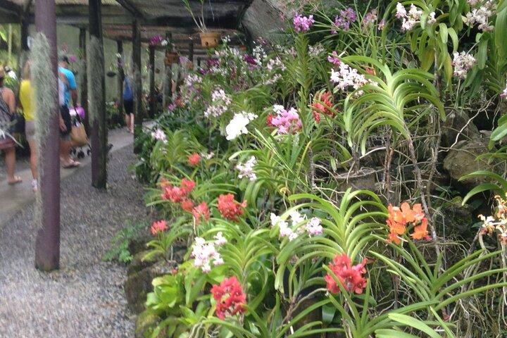 Halbtägige Nadi-Tour inkl. Sri-Siva-Tempel, Orchideengärten, lokales Dorf und Märkte