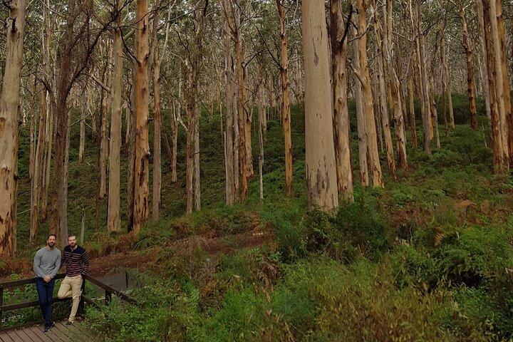 Margaret River Small-Group Curated Wine, Coffee, Lunch & Forest