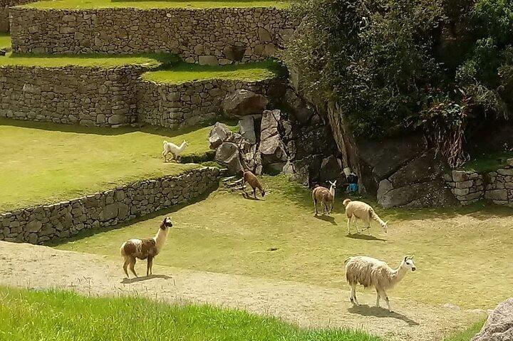 Tour di 7 giorni Machu Picchu e Cusco