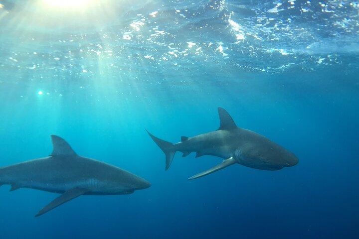 Shark-Dive Tour på Oahus North Shore