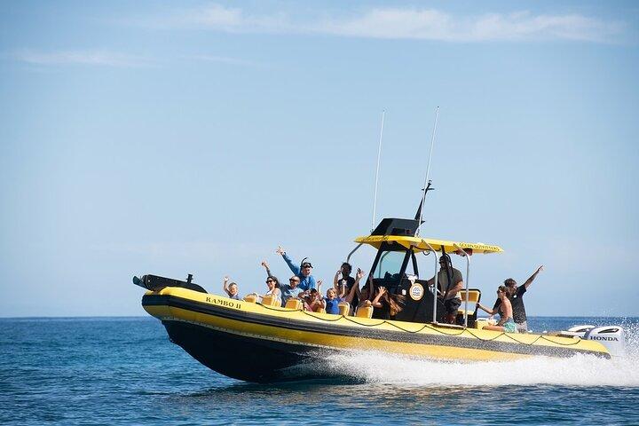 Shark-Dive Tour på Oahus North Shore
