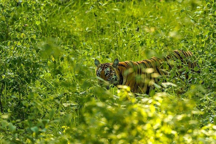 バンガロールからマイソール訪問経由バンディプール国立公園へ