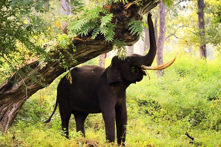 Bangalore a Mysore e Parque Nacional Nagarhole