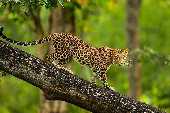 Bangalore a Mysore e Parque Nacional Nagarhole