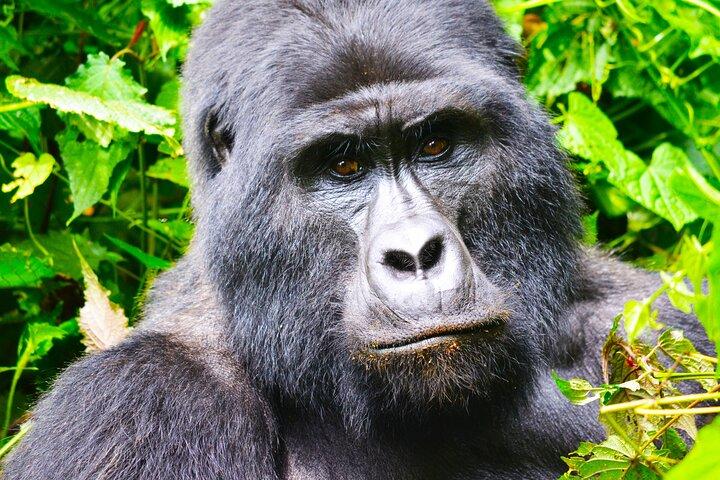4 dages Gorilla-sporingstur i Uganda