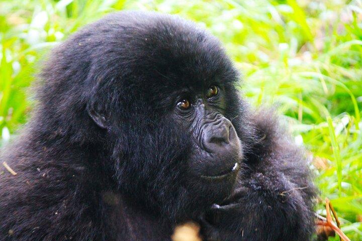 4 dages Gorilla-sporingstur i Uganda