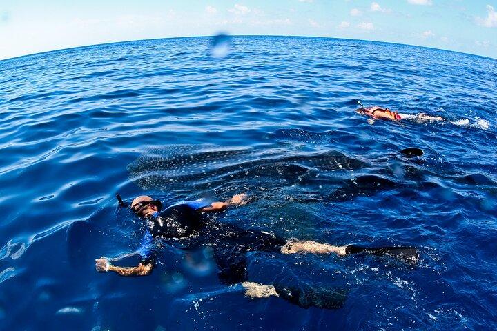 Aventura en nado de tiburón ballena GRUPO PEQUEÑO desde Cancún
