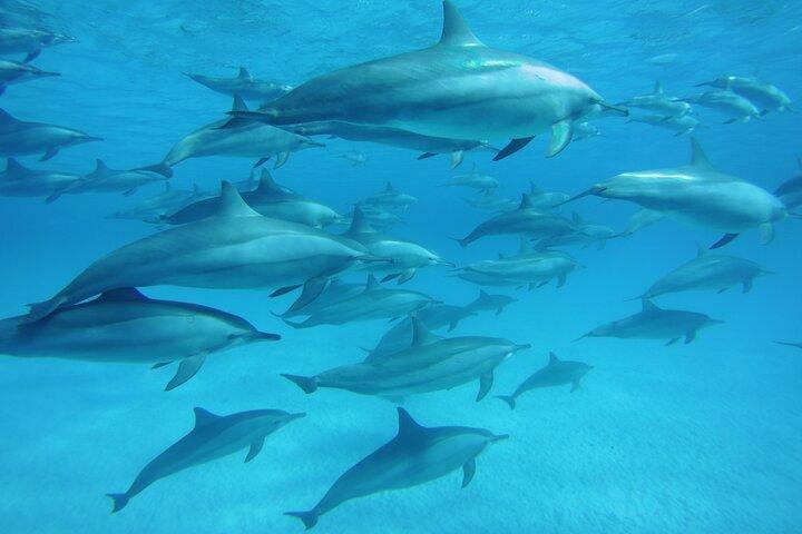 サタエ リーフでイルカと一緒に泳ぎ、昼食付きのシュノーケリング海の旅 - マルサ アラム