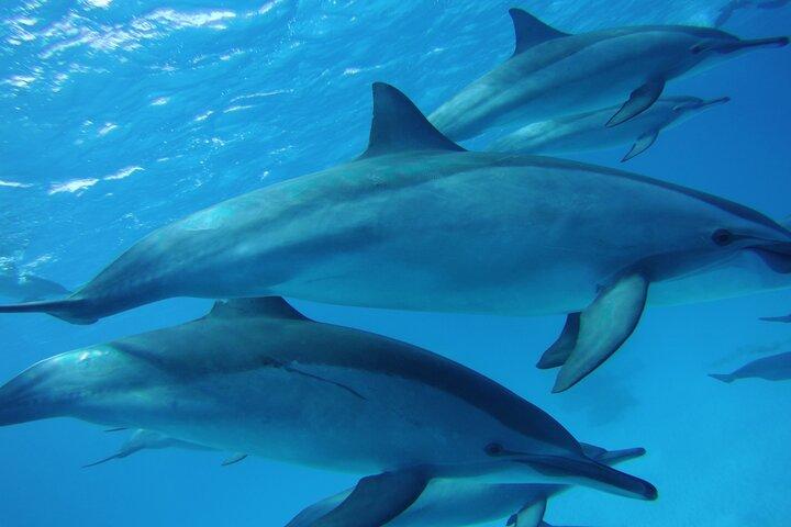 サタエ リーフでイルカと一緒に泳ぎ、昼食付きのシュノーケリング海の旅 - マルサ アラム