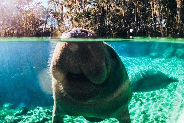 Swim With Manatees In Crystal River, Florida