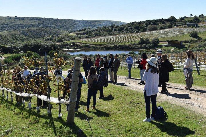 Uncover a Secluded Vineyard for Lunch
