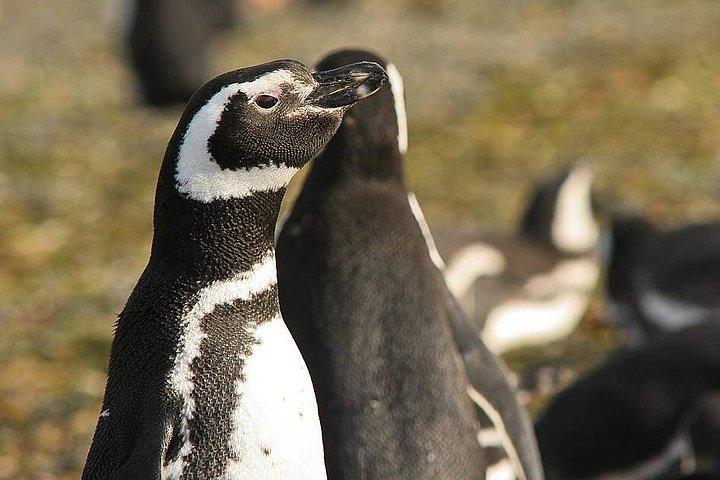 半日セーリング マグレナ島 ペンギンコロニー P.アレナス 10月～3月のみ