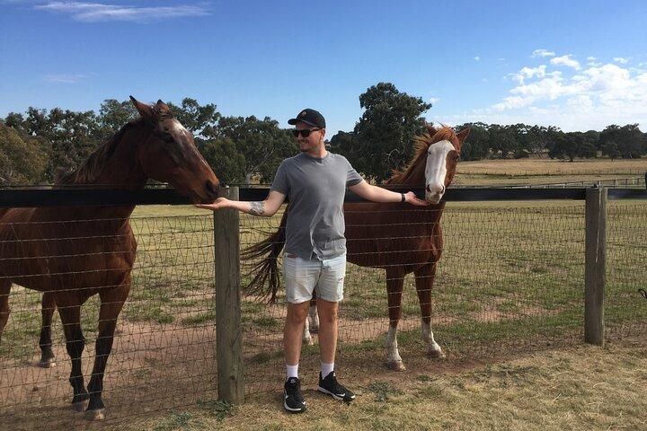 Champion Racehorse Tour with Beer and Wine Tasting