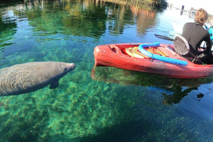 Swim With Manatees In Crystal River, Florida