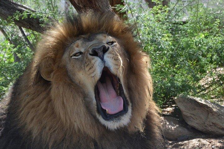 野生動物自然公園シーニックルート66クロジエキャニオン
