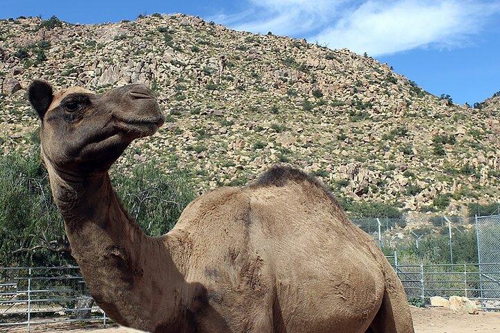 野生動物自然公園シーニックルート66クロジエキャニオン