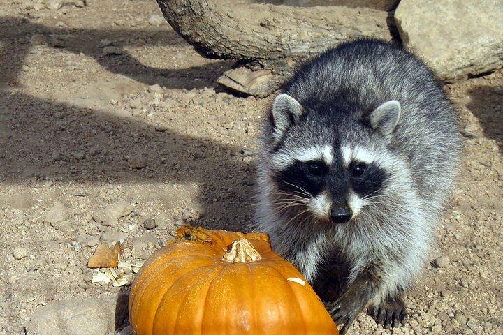 野生動物自然公園シーニックルート66クロジエキャニオン