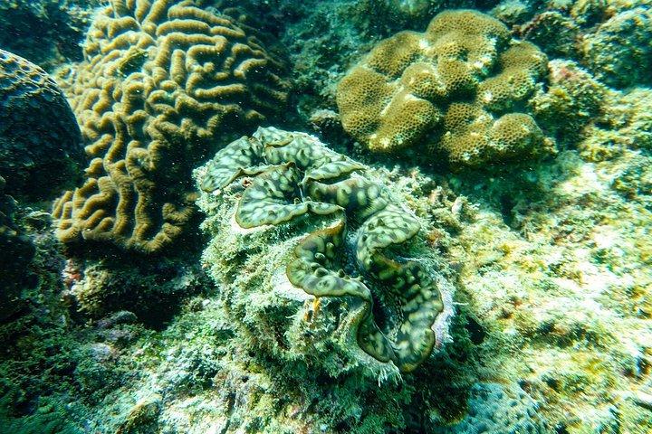 クラビからのピピ島とバンブー島のシュノーケリング ツアー